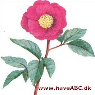 Pæon - Paeonia