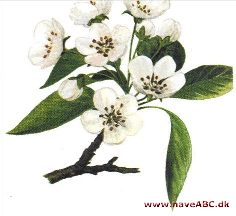Pære - Pyrus communis Pære - Pyrus communis