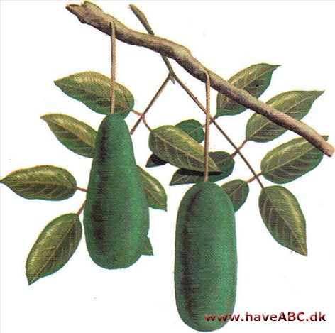 Pølsetræ - Kigelia africana Pølsetræ - Kigelia africana