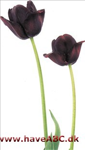 Queen of Night - Tulipan, Tulipa