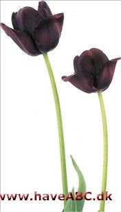Queen of Night - Tulipan, Tulipa Queen of Night - Tulipan, Tulipa