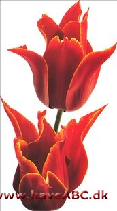 Queen of Sheba - Tulipan, Tulipa