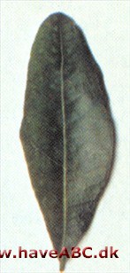 Quercus laurifolia