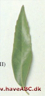 Quercus myrsinifolia