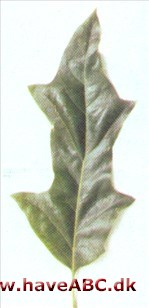 Quercus x leana