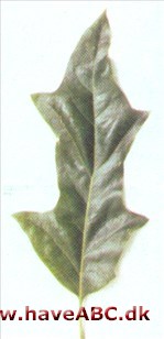 Quercus x leana Quercus x leana