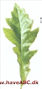 Quercus x ludoviciana