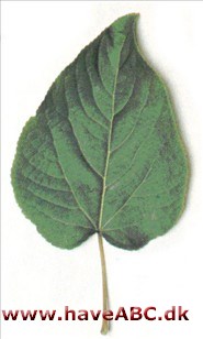 Rabarberpoppel - Populus lasiocarpa