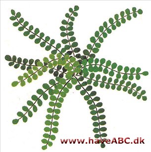Radeløv - Asplenium Radeløv - Asplenium