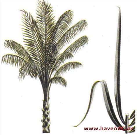 Raffiapalme - Raphia farinifera Raffiapalme - Raphia farinifera
