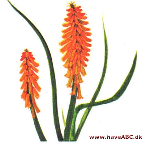 Raketblomst - Kniphofia Raketblomst - Kniphofia