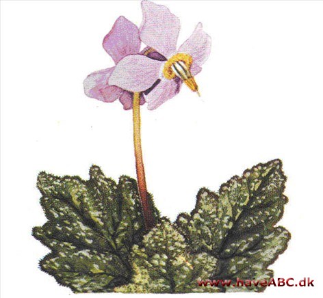 Ramonda - Ramonda Ramonda - Ramonda