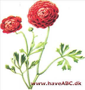 Ranunkel - Ranunculus Ranunkel - Ranunculus