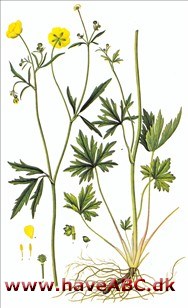 Bidende ranunkel, smørblomst - Ranunculus acris