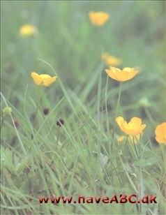 Ranunkel, lav - Ranunculus repens Ses sent forår - tidligt efterår. Der findes flere almindelige (og meget ens) gulblomstrede ranunkler, men lav ranunkel er den eneste med krybende stængler, og den eneste, der kan give ...
