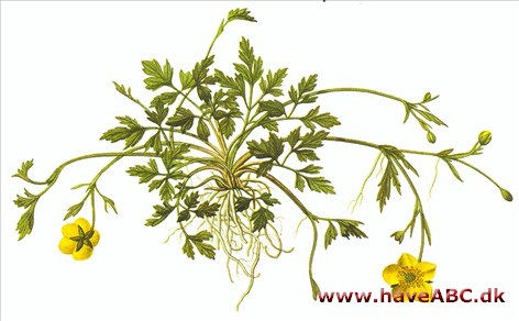 Ranunkel, lav ranunkel - Ranunculus repens