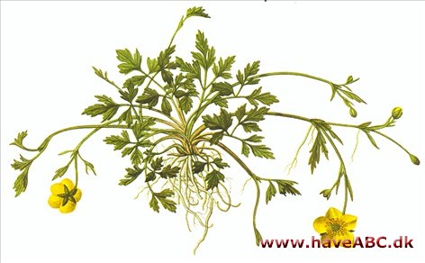 Ranunkel, lav ranunkel - Ranunculus repens Ranunkel, lav ranunkel - Ranunculus repens
