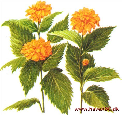Ranunkelbusk - Kerria japonica Ranunkelbusk - Kerria japonica