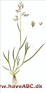 Rapsgris Rapgræs, enårig rapgræs - Poa annua