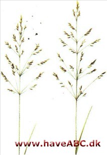 Rapgræs - Poa Rapgræs - Poa