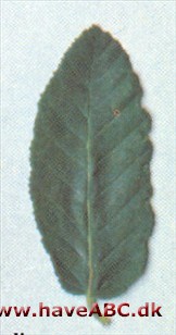 Rauli - Nothofagus procera