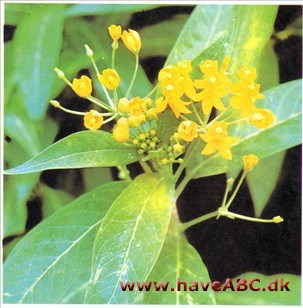 Rav-silkeplante - Asclepias curassavica