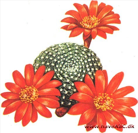 Rebutia - Rebutia Rebutia - Rebutia