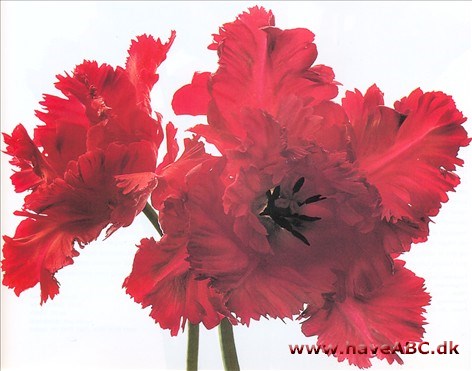 Red Parrot - Tulipan, Tulipa