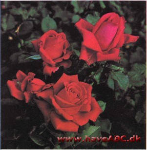 Red Queen - Liebestraum Red Queen - Liebestraum