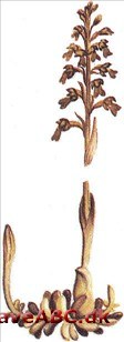 Rederod - Neottia nidus-avis Rederod - Neottia nidus-avis