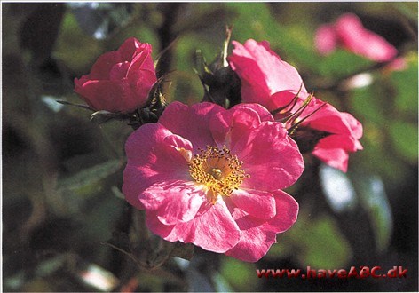 Refulgens Refulgens betyder skinnende, glinsende, og blomsterne har virkelig en farve, som lyser langt væk. Der er desuden mange af dem.