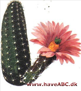 Regnbuekaktus - Echinocereus Regnbuekaktus - Echinocereus