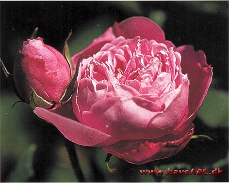 Reine Victoria - La Reine Victoria Oprindelsen er ukendt, men væksten med blomsterne yndefuldt strakt op over løvet tyder på, at en eller anden kina rose er indblandet. En bedårende rose, som måske gør sig allerbedst ...