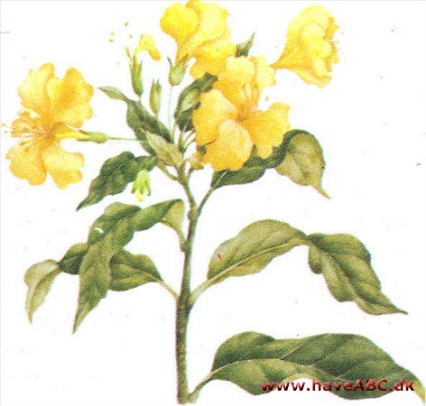 Reinwardtia - Reinwardtia Reinwardtia - Reinwardtia