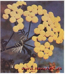 Rejnfan - Chrysanthemum vulgare †