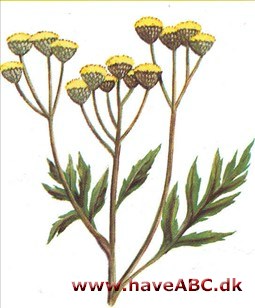 Rejnfan - Chrysanthemum vulgare Rejnfan - Chrysanthemum vulgare