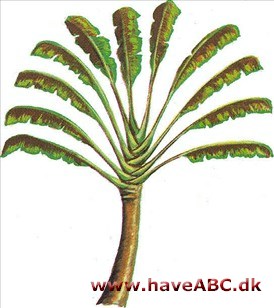 Rejsendes træ - Ravenala madagascariensis