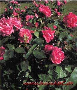 Remontantroser - Rosa Hybrida Bifera Remontantroserne, som fik status som egen gruppe i 1837, udgør grænsen mellem gammeldags og moderne roser. Slutningen på en epoke og begyndelsen ...