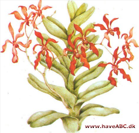 Renanthera - Renanthera Renanthera - Renanthera