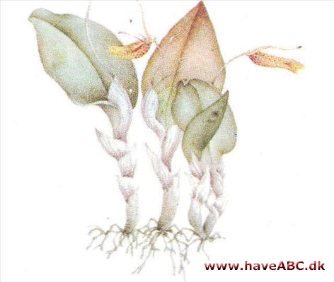 Restrepia - Restrepia Restrepia - Restrepia