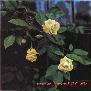 Reve d'Or Reve d'Or