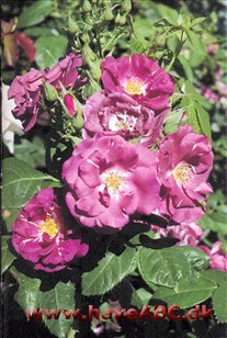 Rhapsody in Blue Blomsterne med lilla nuancer er halvfyldte (12-16 kronblade), ca. 5 cm store og lysere på ydersiden af kronbladene. De er samlet i ...Se mere her ...