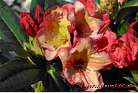 Rhododendron Haven 2 Rhododendron Haven 2