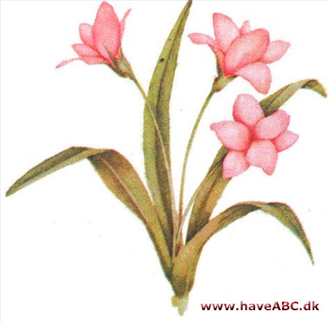 Rhodohypoxis - Rhodohypoxis baurii