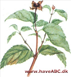 Rhodotypos - Rhodotypos scandens Rhodotypos - Rhodotypos scandens