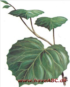 Rhoicissus - Rhoicissus capensis Rhoicissus - Rhoicissus capensis