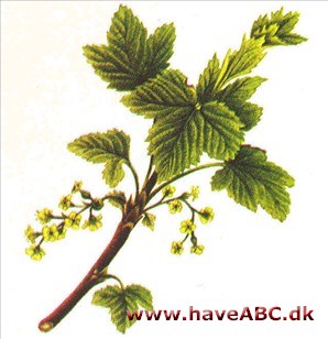 Ribs - Ribes rubrum Ribs - Ribes rubrum