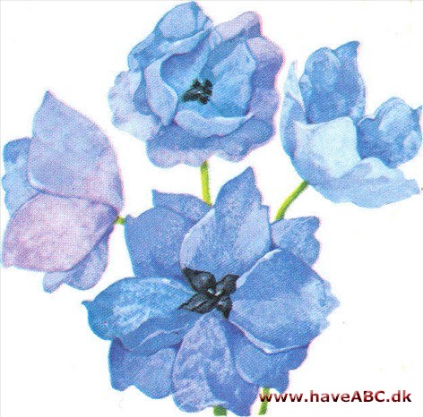 Ridderspore - Delphinium Ridderspore - Delphinium