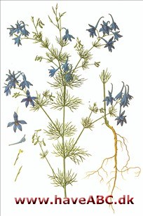 Ridderspore, kornridderspore - Delphinium consolida