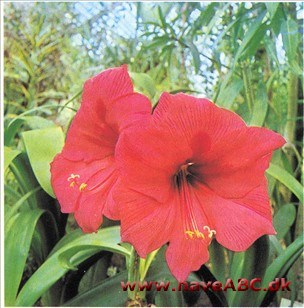 Ridderstjerne, Amaryllis, De fire Verdenshjørner - Hippeastrum hybrider